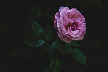 Flowers, Pink, Rose Flower, Rose, Petals, Bud, Stem, Stalk HD wallpaper