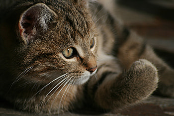 Cat, kitten, animal, kitty HD wallpaper