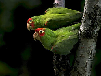 Green Parrots, cool, parrots, , green HD wallpaper