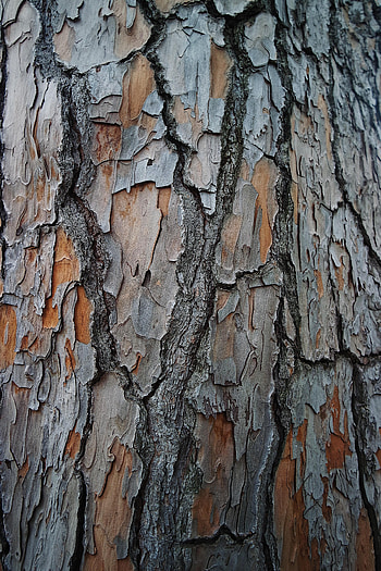 Wood, Tree, Texture, Textures, Surface, Bark HD phone wallpaper
