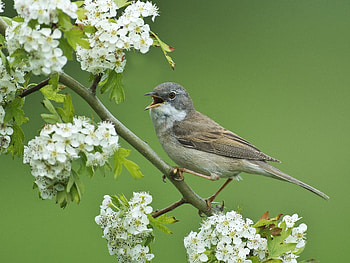 Bird, Hawthorn Tree HD wallpaper