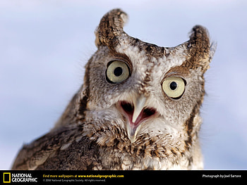 the owl, woods, animals, birbs, nature, wild, owl HD wallpaper