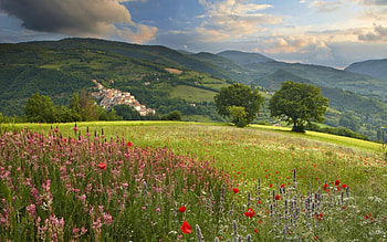 flower landscape, landscape, grass, flower, mountain HD wallpaper