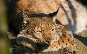 Animals, Iris, To Lie Down, Lie, Spotted, Spotty, Predator, Big Cat HD wallpaper