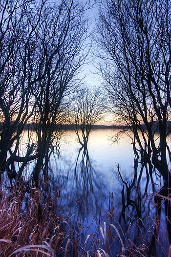 Nature, Rivers, Trees, Sunset, Autumn, Horizon, Branches HD phone wallpaper