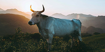 Channel the ox, Mental wellbeing, Healthsource Solutions, Impact HD wallpaper