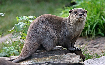 otter , and mobile, Aquatic mammal, Nature HD wallpaper