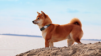Shiba Inu, Adorable breed, Japanese origin, Loyal companion HD wallpaper
