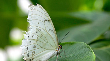 Closeup View Of White Butterfly On Green Leaf Butterfly HD wallpaper