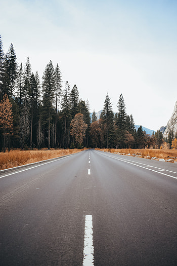 Nature, Trees, Road, Forest, Asphalt HD phone wallpaper