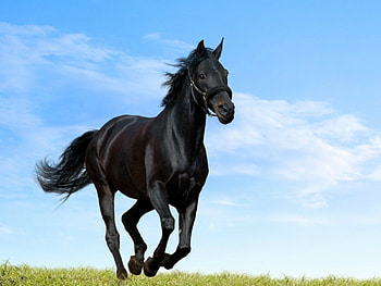 Karachay, Horses HD wallpaper