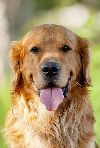 Golden Retriever Glow: Perfect Pup, Animal, golden retriever HD phone wallpaper