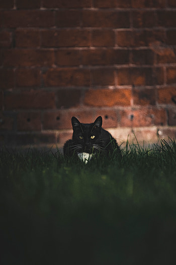Animals, Grass, Cat, Pet, Sight, Opinion HD phone wallpaper