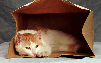 Animals, Cat, To Lie Down, Lie, Sadness, Sorrow, Package, Packet HD wallpaper