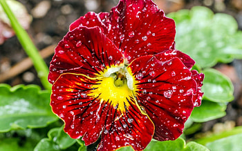 Water, Pansies, Drops, Macro, Petals, Dew HD wallpaper