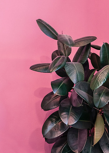 Flowers, Leaves, Plant, Dark, Decorative, Exotic, Glossy HD phone wallpaper