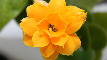 Flowers, Flower, Petals, Close-Up HD wallpaper