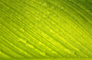 Nature, Drops, Macro, Sheet, Leaf, Dew, Veins HD wallpaper
