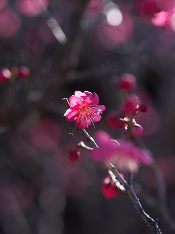 Flowers, Pink, Bush, Flower, Petals, Bloom, Flowering, Spring HD phone wallpaper