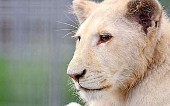Animals, Muzzle, Lion, Predator, Big Cat, Albino HD wallpaper