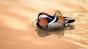 Exquisite mandarin duck, Top backgrounds, Marvelous feathers, Captivating plumage HD wallpaper