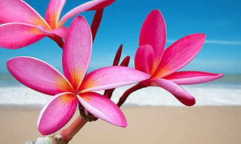Rubra, Plumeria HD wallpaper