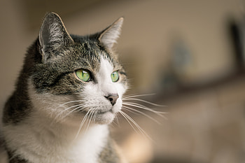 Animals, Cat, Muzzle, Pet, Sight, Opinion, Animal HD wallpaper