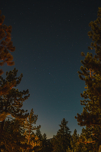 Nature, Stars, Night, Starry Sky, Branches, Spruce, Fir HD phone wallpaper
