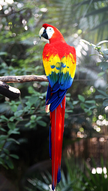 Parrot, Colorful Parrot HD phone wallpaper
