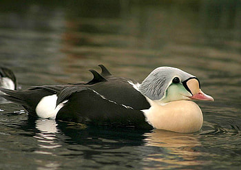 Beautiful Duck, cool, duck, beautiful HD wallpaper