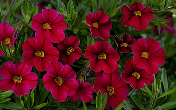 Flowers, Close-Up, Greens, Calibrachoa, Calirohoa HD wallpaper