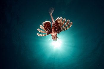Animals, To Swim, Swim, Fish, Lionfish, Samara HD wallpaper