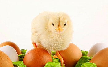 Chicks, cute, chiks, eggs, animals HD wallpaper