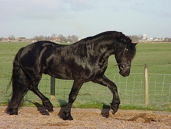 Friesian Horse, friesian, lovely, breed, hors HD wallpaper