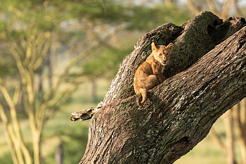 Animals, Wood, Young, Tree, Lion, Nice, Sweetheart, Joey, Lion Cub HD wallpaper