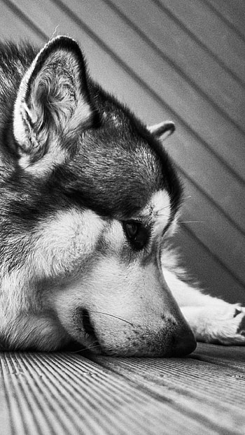 Monochrome, Alaskan Malamutes HD phone wallpaper