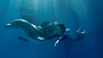 Dolphin adoption program, Wildlife conservation, Dolphin Tale movie impact, Environmental awareness HD wallpaper
