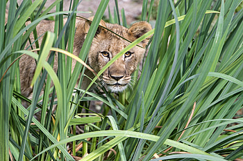 Big grass, lioness, animal, predator HD wallpaper