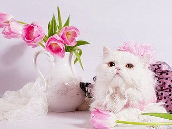 IT'S MY PARTY..., white, cats, ribbons, bows, posing, tulips, portraits, still life, tulle, pink, flowers HD wallpaper