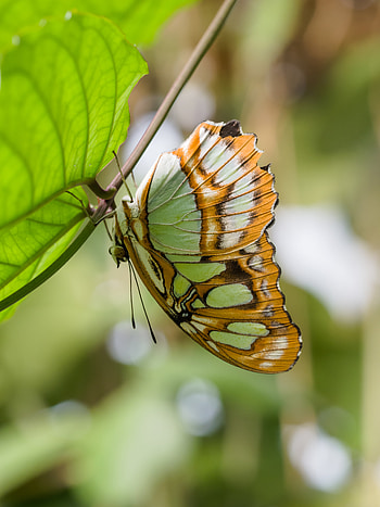 Animals, Pattern, Branch, Butterfly, Wings HD phone wallpaper