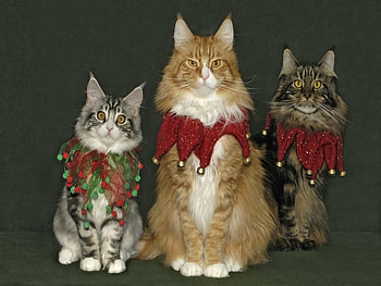 Christmas Cats, cats, christmas HD wallpaper