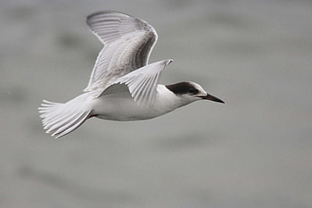Animals, Sea, Flight, Gull, Seagull HD wallpaper