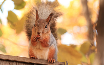 Animals, Squirrel HD wallpaper