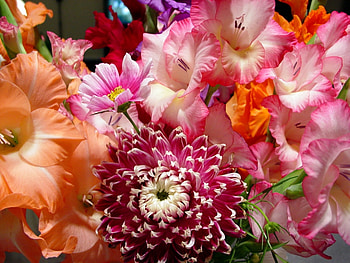 Plants, Flowers HD wallpaper