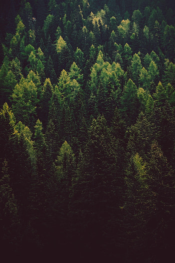 Nature, Trees, Pine, Coniferous, Forest HD phone wallpaper