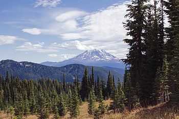 Nature, Trees, Clouds, Vertex, Top, Fir, Spruce, Hills, Volcano HD wallpaper