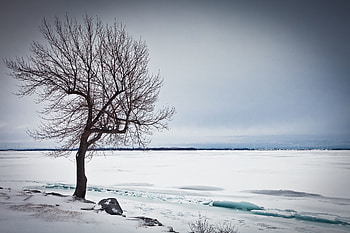 Winter, Nature, Ice, Snow, Lake, Wood, Tree HD wallpaper