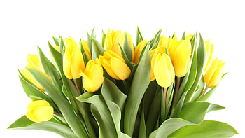 Plants, Flowers, Tulips HD wallpaper