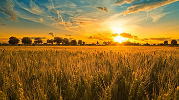 Landscape, Sunset, Fields HD wallpaper