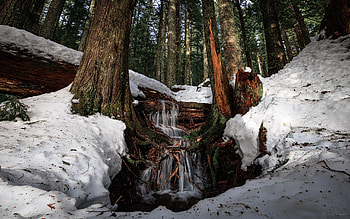 One of the many tiny waterfalls created from all the snow melt at Mt. Rainier National Park, trees, forest, usa, snow, washington HD wallpaper